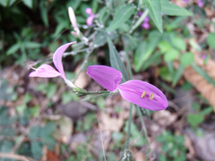 Hypoestes cumingiana
