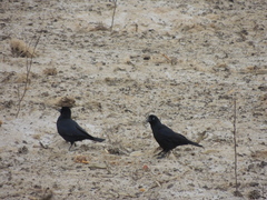 Corvus dauuricus