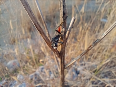 Sphecinae