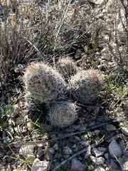 Escobaria tuberculosa