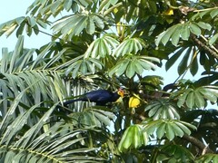 Musophaga rossae