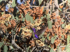 Ramphomicron microrhynchum