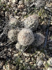 Escobaria tuberculosa