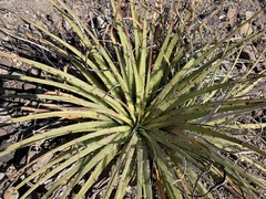 Hechtia texensis