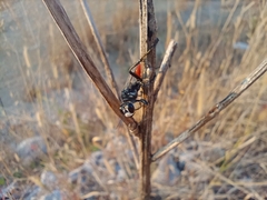 Sphecinae
