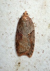 Acleris maccana