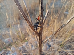 Sphecinae