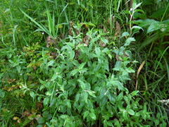 Epilobium cylindricum