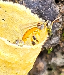 Tetragonisca angustula