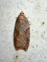 Acleris maccana