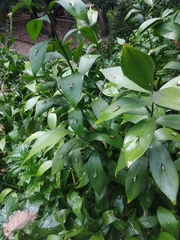 Ruscus hypophyllum