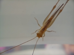 Conocephalus maculatus