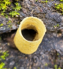 Tetragonisca angustula