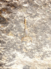 Compsobuthus brevimanus