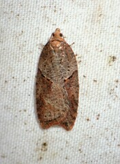 Acleris maccana