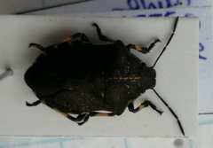 Rhacognathus punctatus