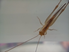 Conocephalus maculatus