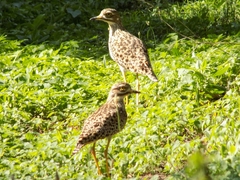 Burhinus capensis capensis