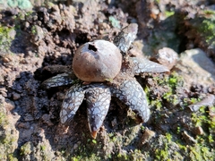 Astraeus hygrometricus