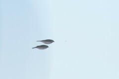 Alaudala heinei