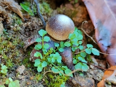 Astraeus hygrometricus