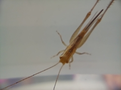 Conocephalus maculatus