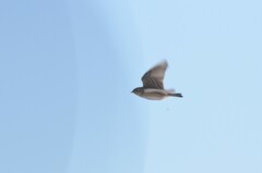 Alaudala heinei