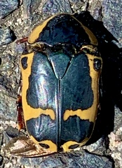 Pachnoda sinuata