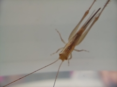Conocephalus maculatus