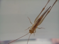 Conocephalus maculatus