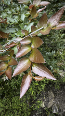 Nothofagus nitida