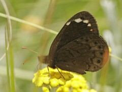 Serradinga bowkeri