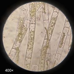 Euglenozoa