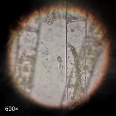 Euglenozoa