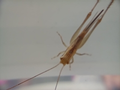 Conocephalus maculatus