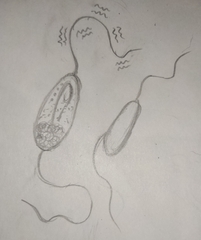 Euglenozoa