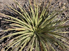 Hechtia texensis