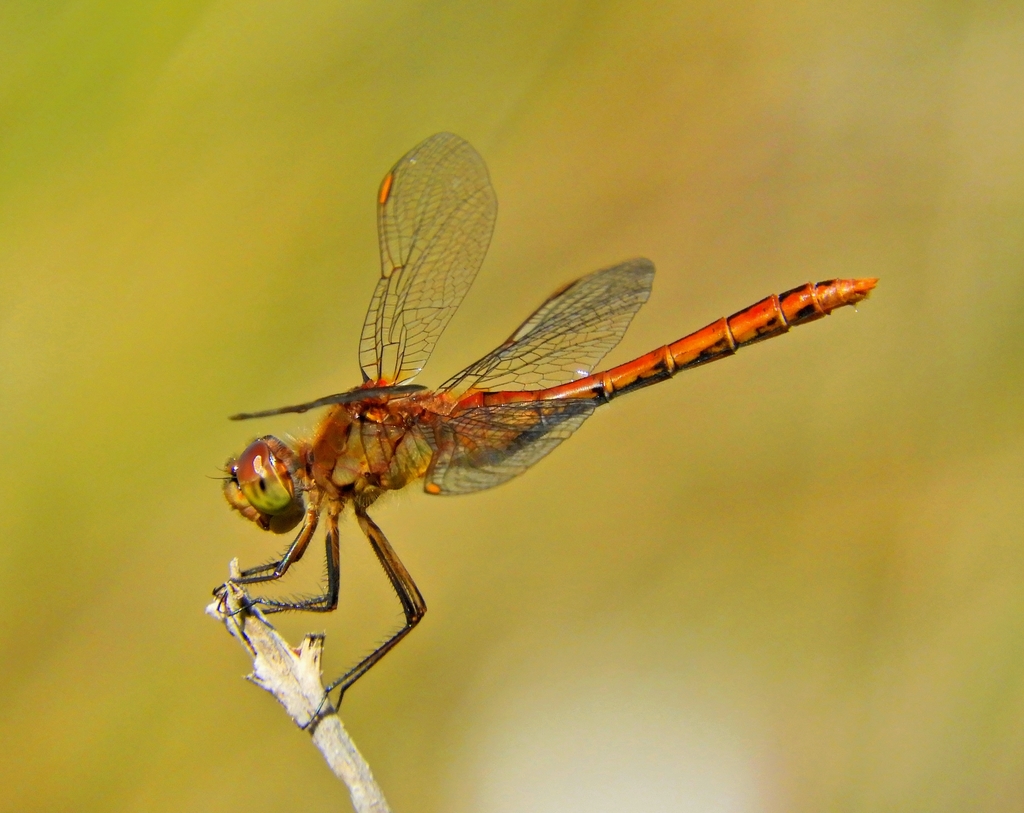 Saffron-winged Meadowhawk from Shepody National Wildlife Area, Mary's ...