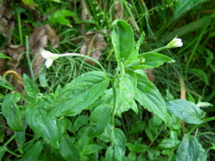 Epilobium cylindricum
