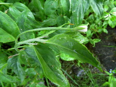 Epilobium cylindricum