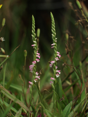 Spiranthes sinensis