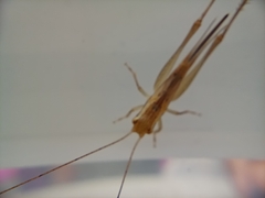 Conocephalus maculatus