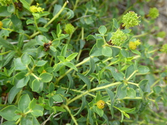 Euphorbia spinosa