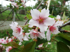 Prunus × lannesiana