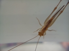 Conocephalus maculatus