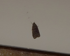 Mimaglossa nauplialis