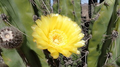 Corryocactus brevistylus