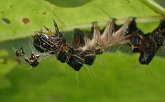 Harrisimemna trisignata