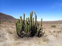 Corryocactus brevistylus