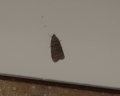 Mimaglossa nauplialis